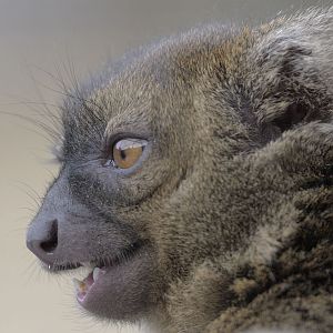 Broad-nosed gentle lemur profile