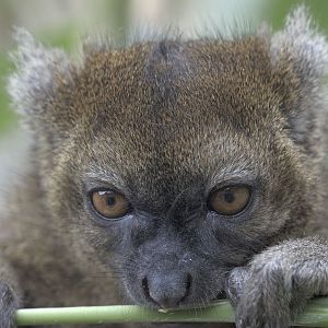 Broad-nosed gentle lemur plus bamboo