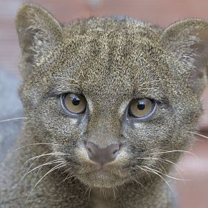 Jaguarundi