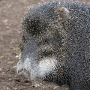 White-lipped peccary