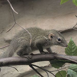 Northern tree shrew