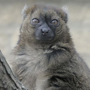 Broad-nosed gentle lemur in characteristic pose