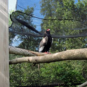 Africa-Bateleur Eagle
