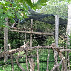 Africa-Bateleur Eagle Exhibit