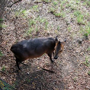 Africa-Red-flanked Duiker