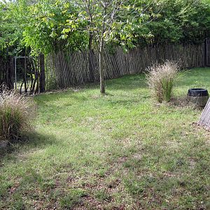 Africa-Red-flanked Duiker Exhibit
