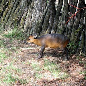 Africa-Red-flanked Duiker