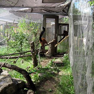 Africa-Red-ruffed Lemur Exhibit
