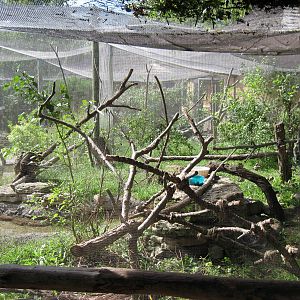 Africa-Red-ruffed Lemur Exhibit