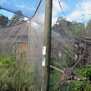 Africa-Red-ruffed Lemur and Silvery-cheeked Hornbill