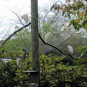 Africa-Cattle Egrets