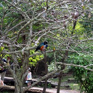 Africa-Superb Starling