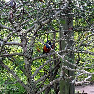 Africa-Superb Starling
