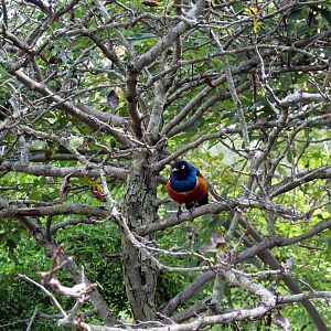 Africa-Superb Starling