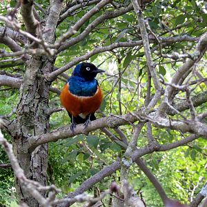 Africa-Superb Starling