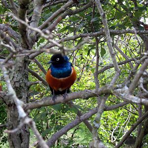 Africa-Superb Starling