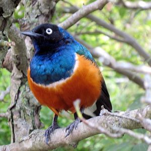 Africa-Superb Starling
