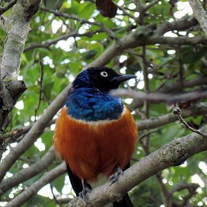 Africa-Superb Starling