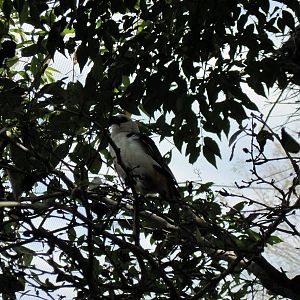Africa-White-faced Buffalo Weaver