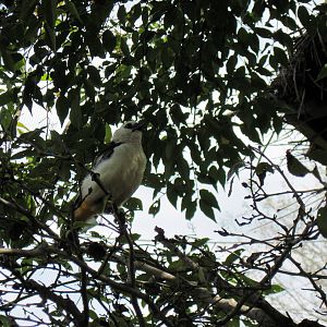 Africa-White-faced Buffalo Weaver