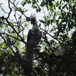 Africa-Bare-faced Go-away Bird