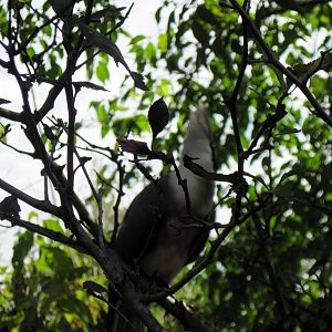 Africa-Bare-faced Go-away Bird