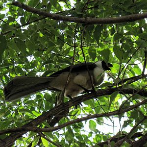 Africa-Bare-faced Go-away Bird