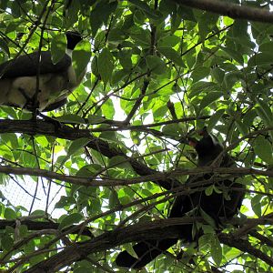 Africa-Bare-faced Go-away Bird and White-cheeked Turaco