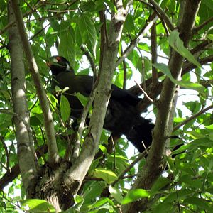 Africa-White-cheeked Turaco