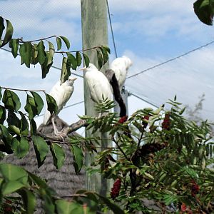 Africa-Cattle Egrets