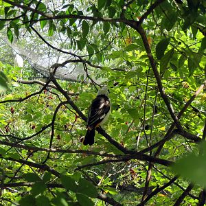 Africa-White-faced Buffalo Weaver