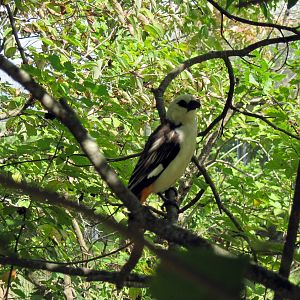 Africa-White-faced Buffalo Weaver