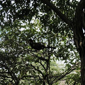 Africa-White-cheeked Turaco