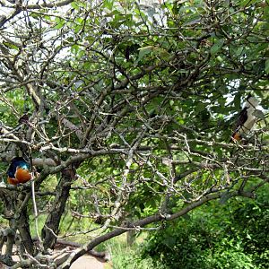 Africa-White-faced Buffalo Weaver and Superb Starling