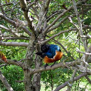 Africa-Superb Starling