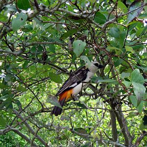 Africa-White-faced Buffalo Weaver