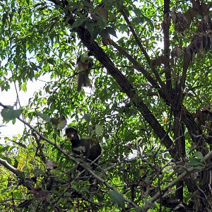 Africa-White-cheeked Turaco and Bare-faced Go-away Bird