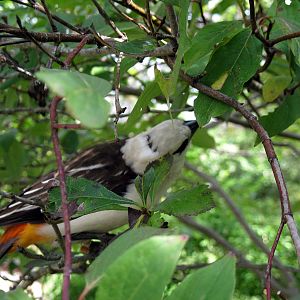Africa-White-faced Buffalo Weaver
