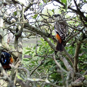 Africa-Superb Starling and White-headed Buffalo Weaver