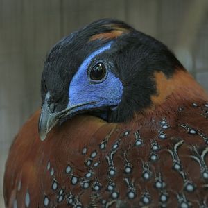 Temmincks tragopan male