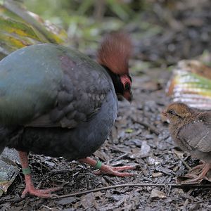 Roulroul partridges male and chick