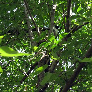 Africa-Bare-faced Go-away Bird