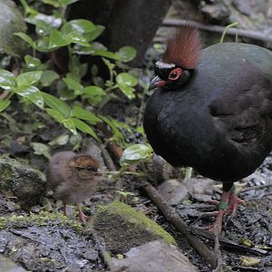 Roulroul partridges male and chick