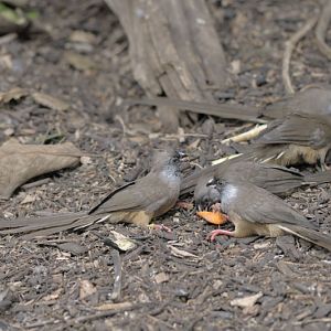 Speckled mousebirds