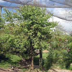 Africa-Scrubland Aviary