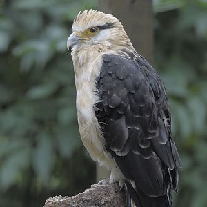 Yellow-headed caracara