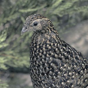 Temmincks tragopan female