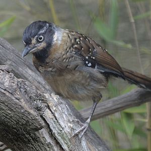 Spotted laughingthrush