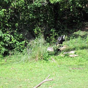 Africa-Southern Ground Hornbill