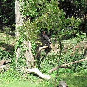 Africa-Southern Ground Hornbill